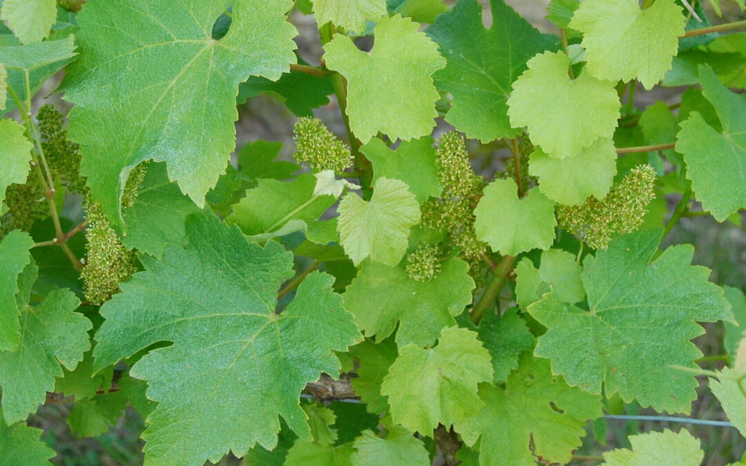 Photo feuilles de vigne