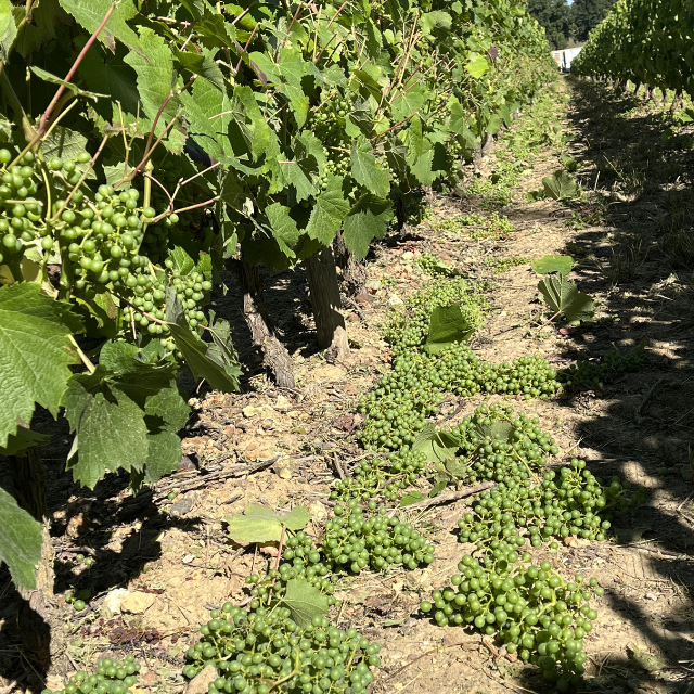La vie des vignes #7 : que font les vignerons pendant l’été ?