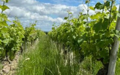 La vie des vignes #12 : l’enherbement dans les vignes, une pratique ancrée depuis plus de 30 ans