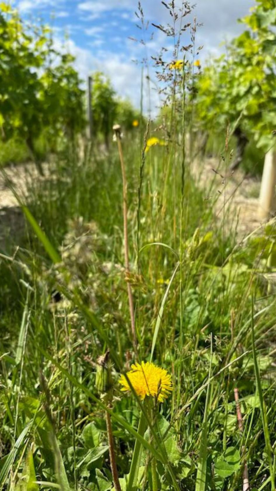 Enherbement naturel au cœur de nos vignes : un pissenlit éclatant au premier plan, entouré d'herbes verdoyantes, avec les rangées de vigne s'étendant en arrière-plan