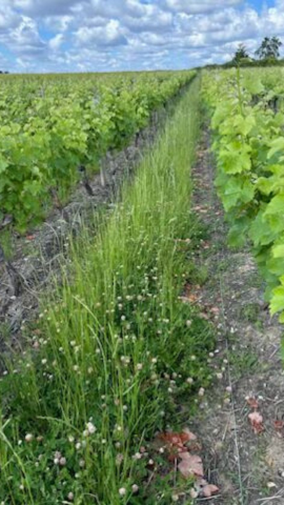 Vue d'une allée de vignes avec un enherbement luxuriant au centre, entouré de rangées de vignes vertes sous un ciel dégagé