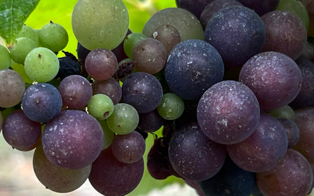 Image d'une grappe de raisin avec des baies de différentes couleurs (verte, violette et noire) imageant la véraison