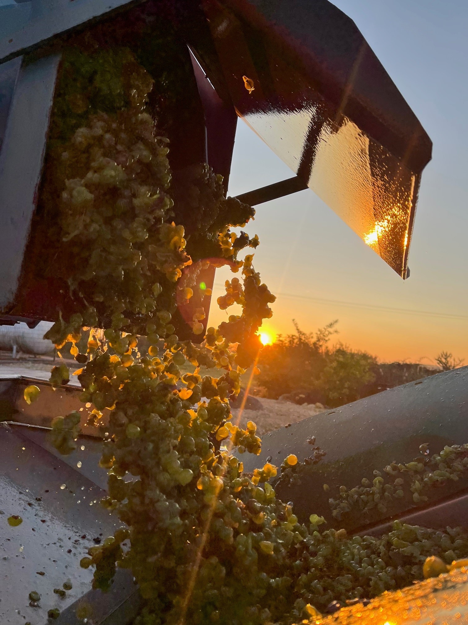 Vendange au levé du soleil