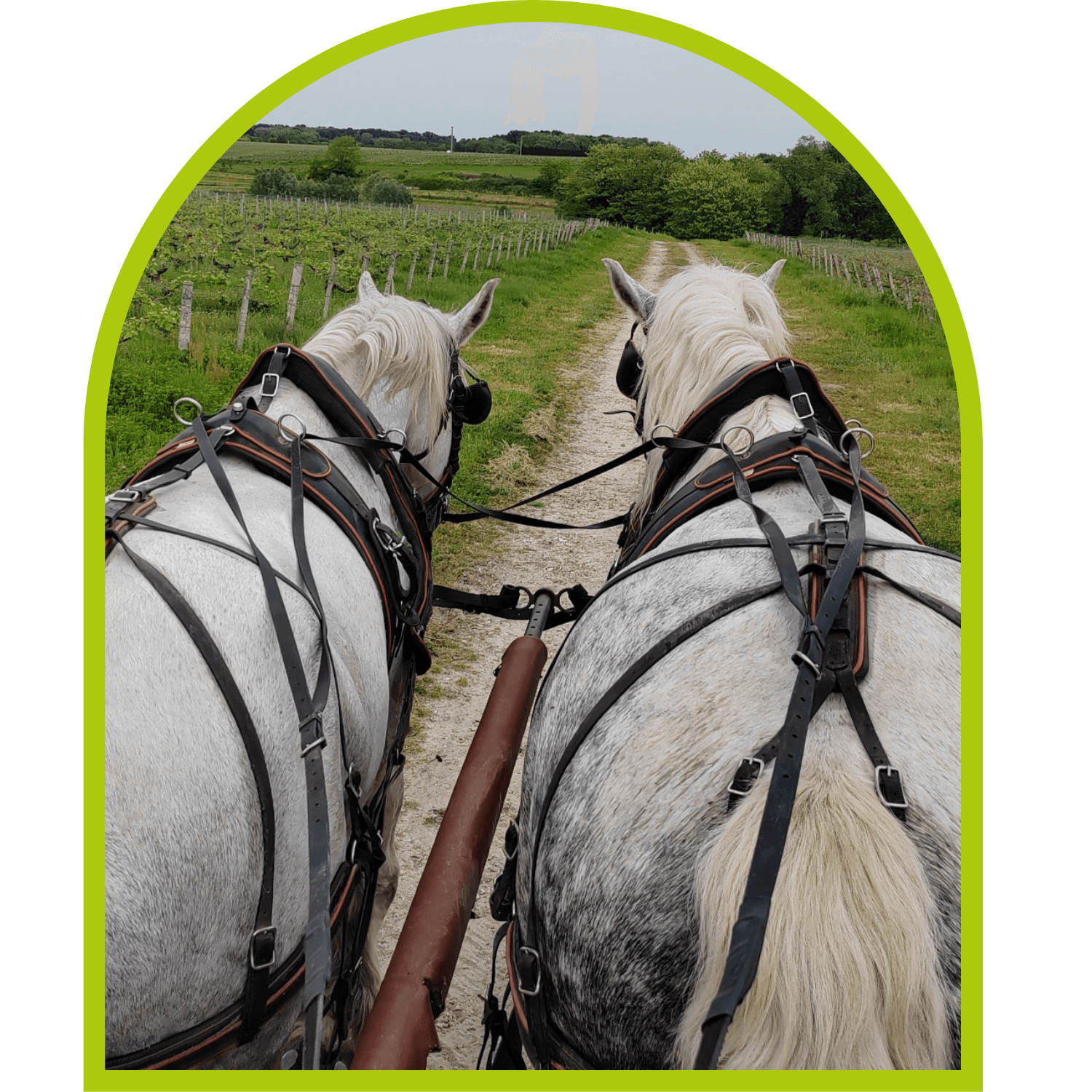 Visite guidée du domaine en calèche