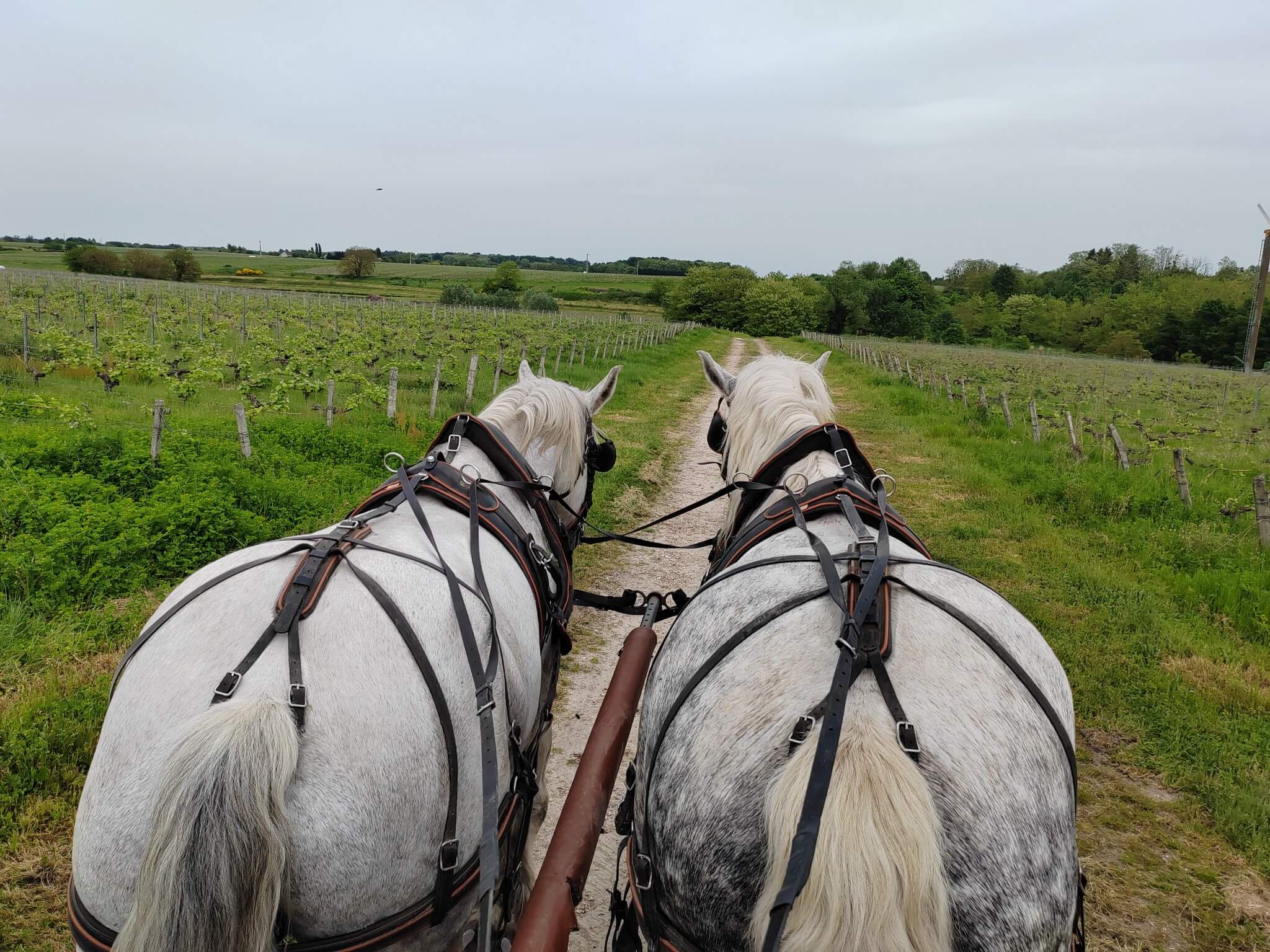 Les Attelages de Dylan